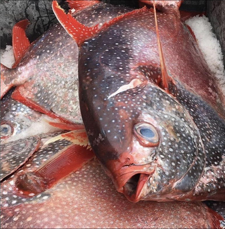Seaport Village Fish Market on Saturdays — Local Wally's San Diego